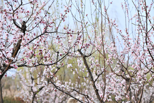 春天樹(shù)木  春暖花開(kāi)