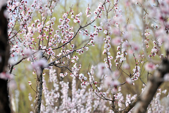 鮮花爛漫  春暖花開(kāi)