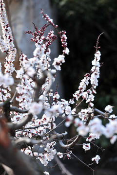 白色花  杏花