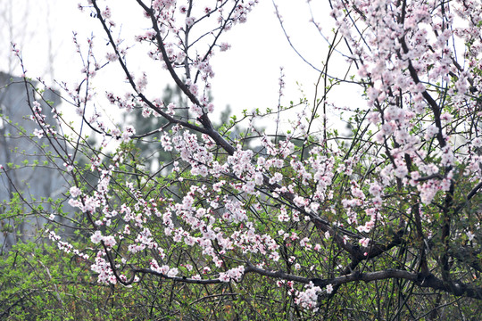 杏園   園林風(fēng)景