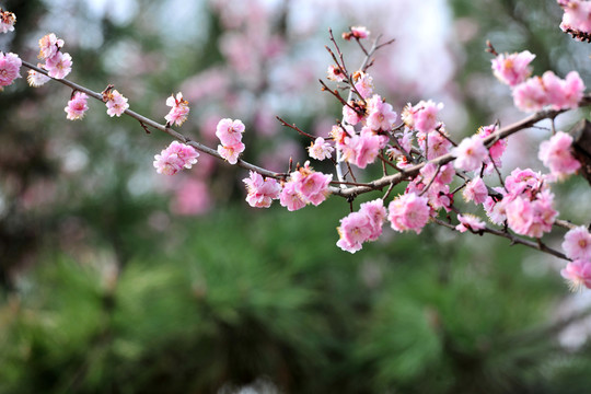 梅花  紅梅