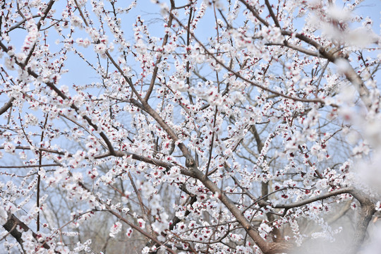 杏花  繁花