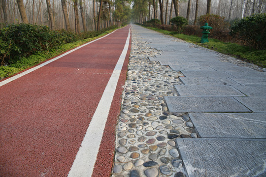 合肥濱湖森林濕地公園綠道