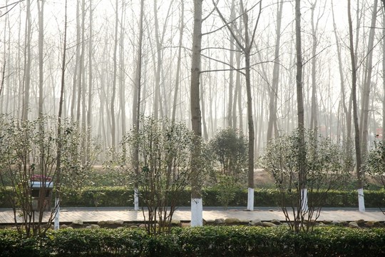 早晨樹(shù)林