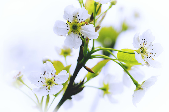 梨花