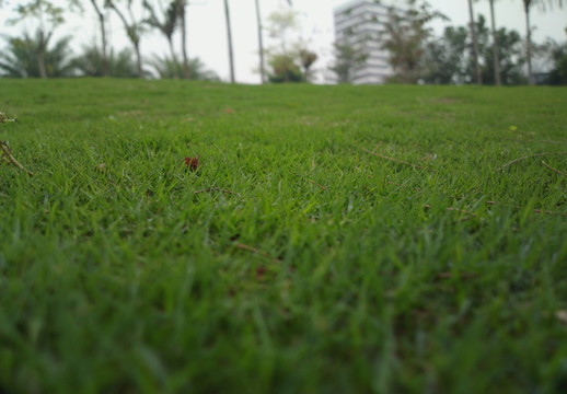 草地