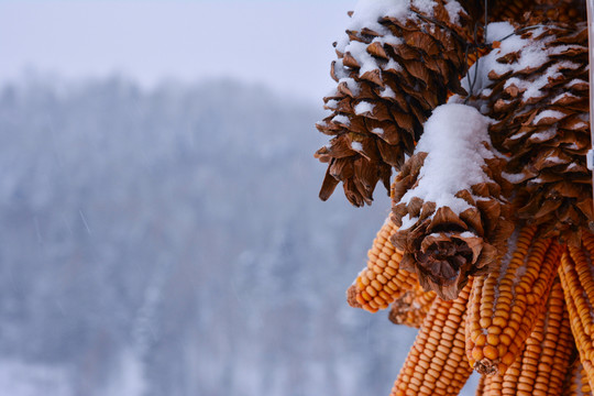 中國雪鄉(xiāng)