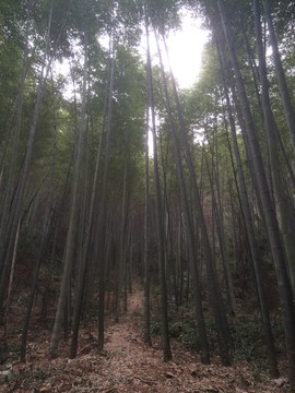 山中竹林