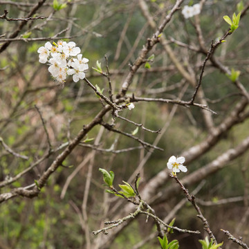 李花