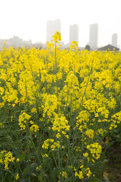 油菜花