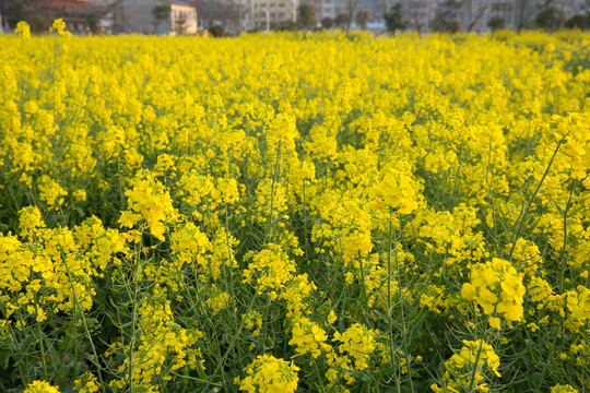 油菜花