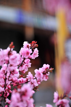 櫻花