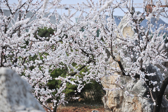 杏園 園林