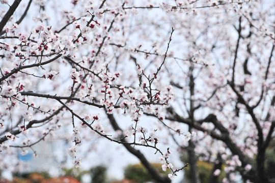 杏樹 杏園