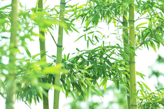竹子 竹林