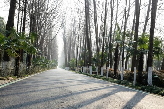 幽靜的道路樹(shù)林