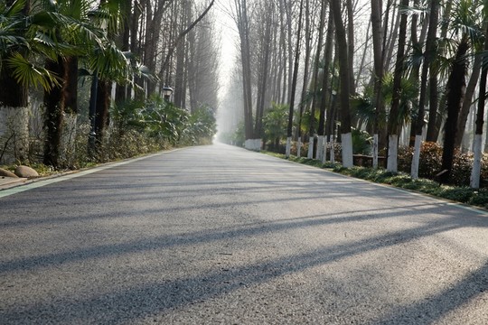 道路樹林陽光