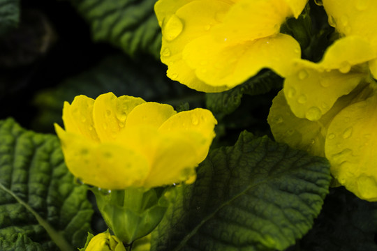 黃花