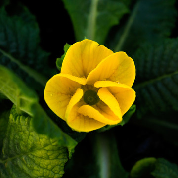 黃花