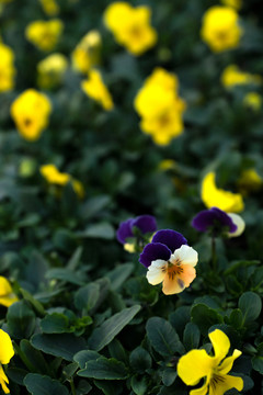 黃花