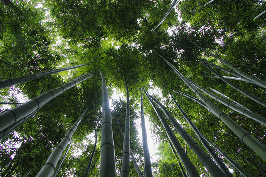翠綠竹林