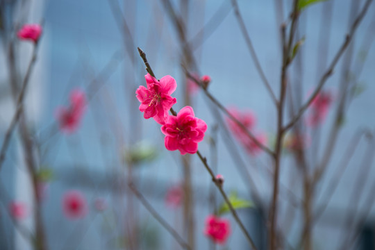 桃花