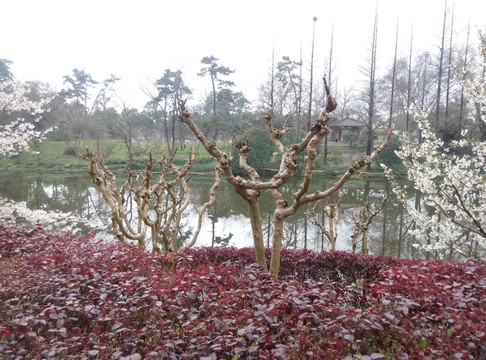 玄武湖公園