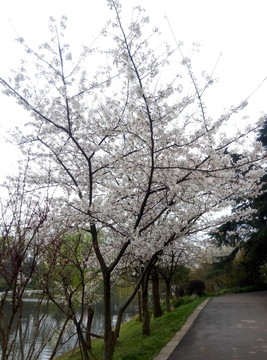 櫻花樹