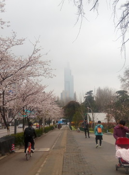 紫峰大廈