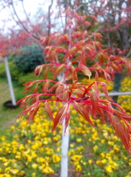 紅葉