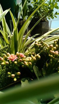 花卉綠植