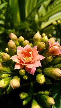 花卉綠植