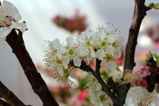 花卉