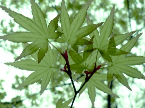 春天里的七葉槭