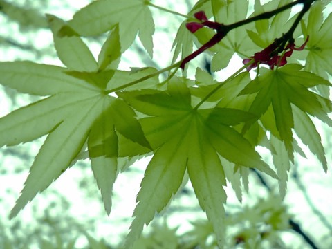 春天里的七葉槭