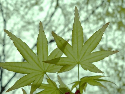 春天里的七葉槭