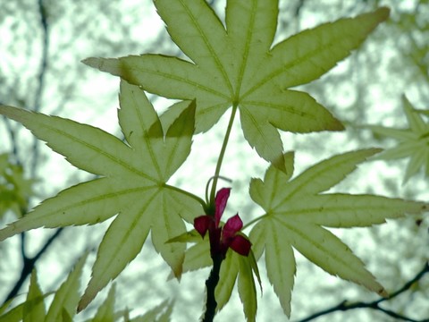 春天里的七葉槭