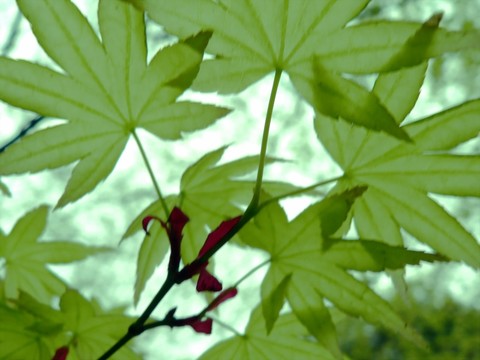 春天里的七葉槭