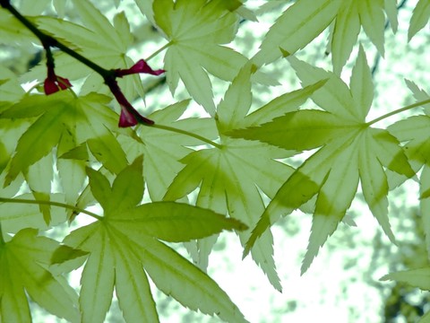 春天里的七葉槭