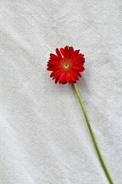 單支非洲菊太陽(yáng)花攝影圖片