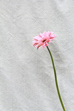 單支非洲菊太陽花攝影圖片