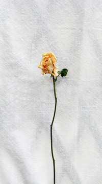 單支黃玫瑰干花攝影