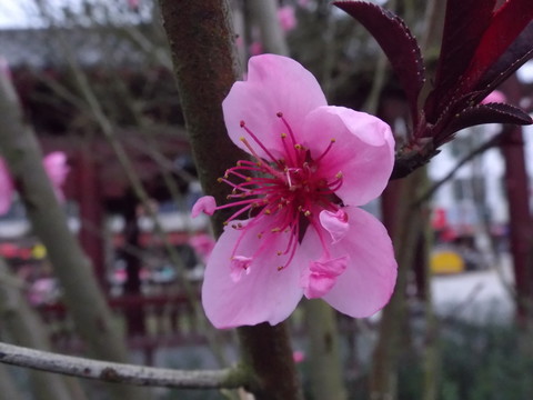 桃花