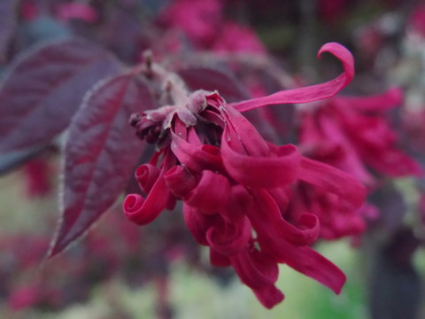 紅花