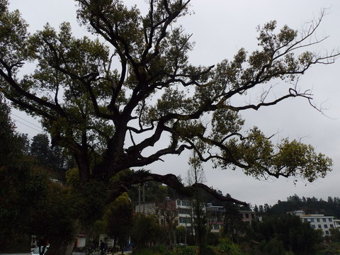 古樹春色