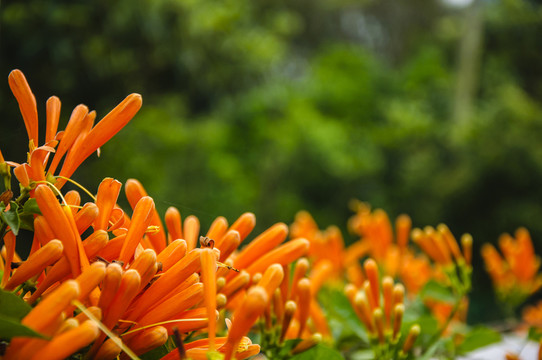 炮仗花