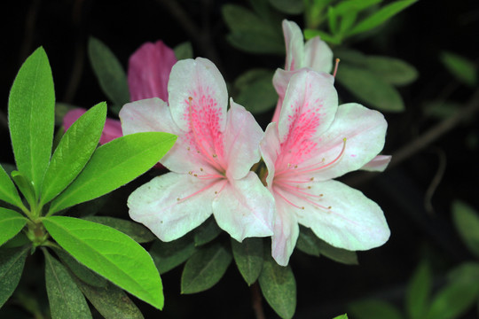 杜鵑花