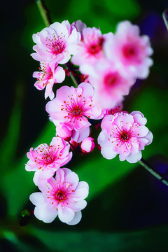春天的花朵
