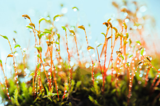 苔蘚植物孢子體