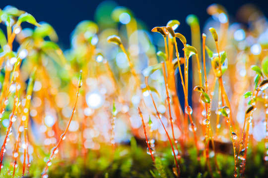 苔蘚植物